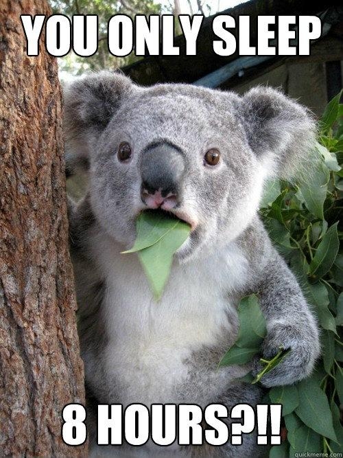 Koala Can't Believe It!