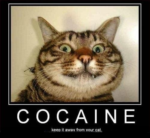 This is your cat on �nip