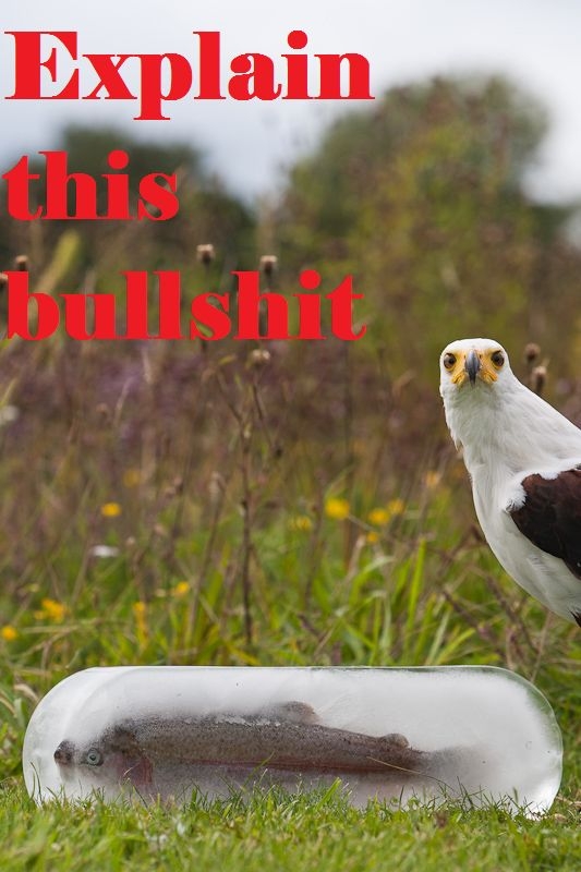 Explain this Bullsh*t