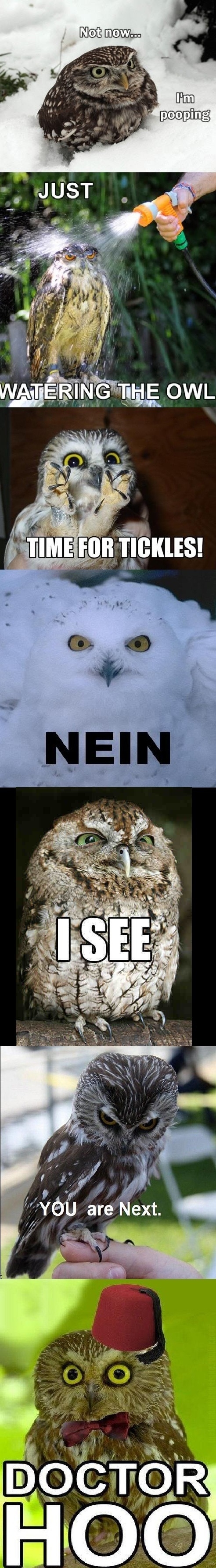 I heard you like owls