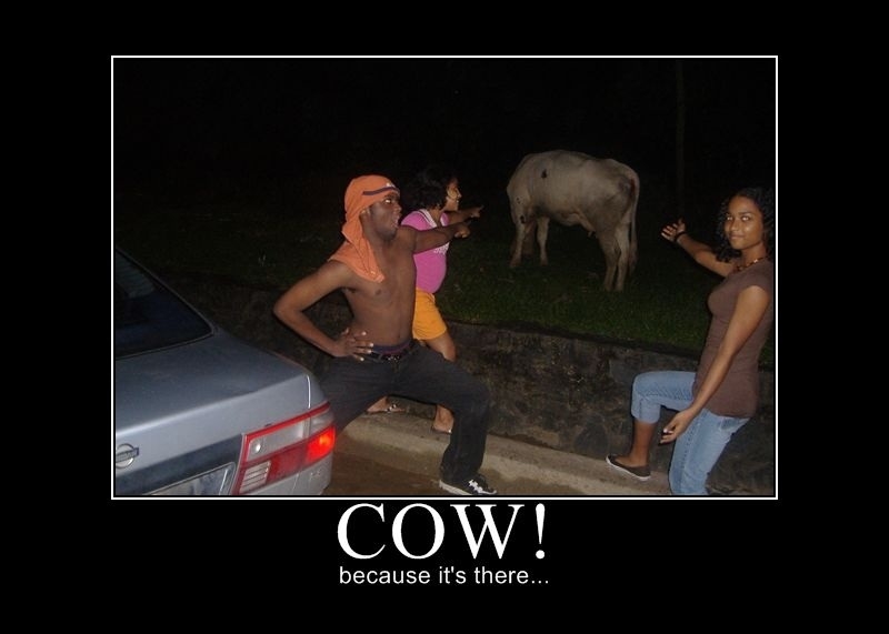 A cow