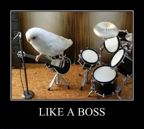 The Bird Brains