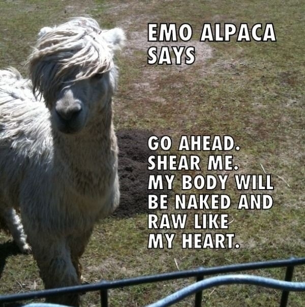 Emo Alpaca