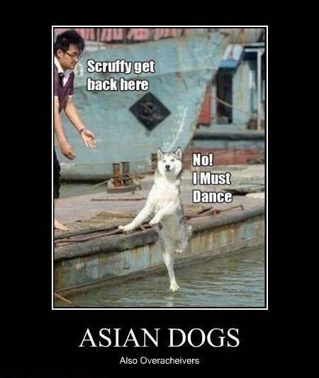 Asian dogs