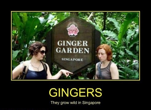 Gingers