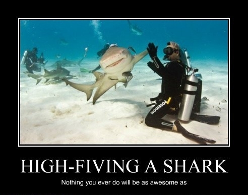 High-fiving a shark