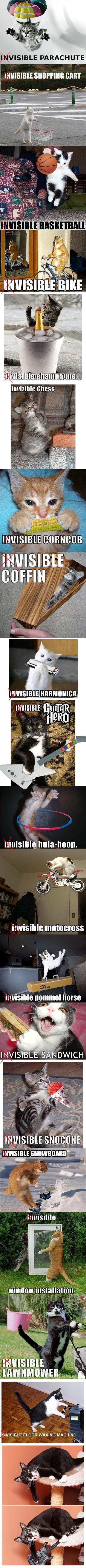 Visible Lolcats