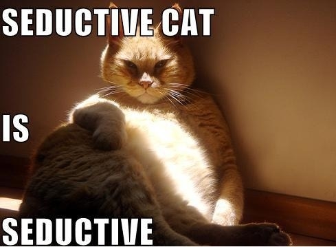 Seductive Cat