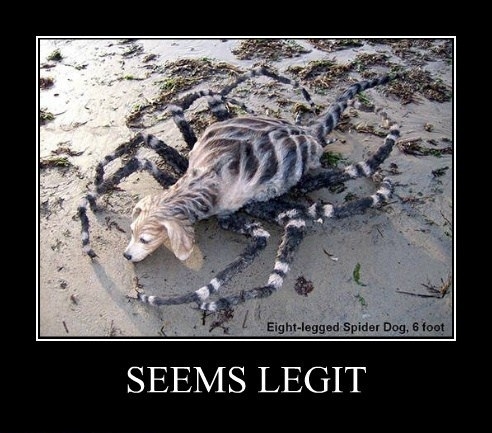 Seems Legit