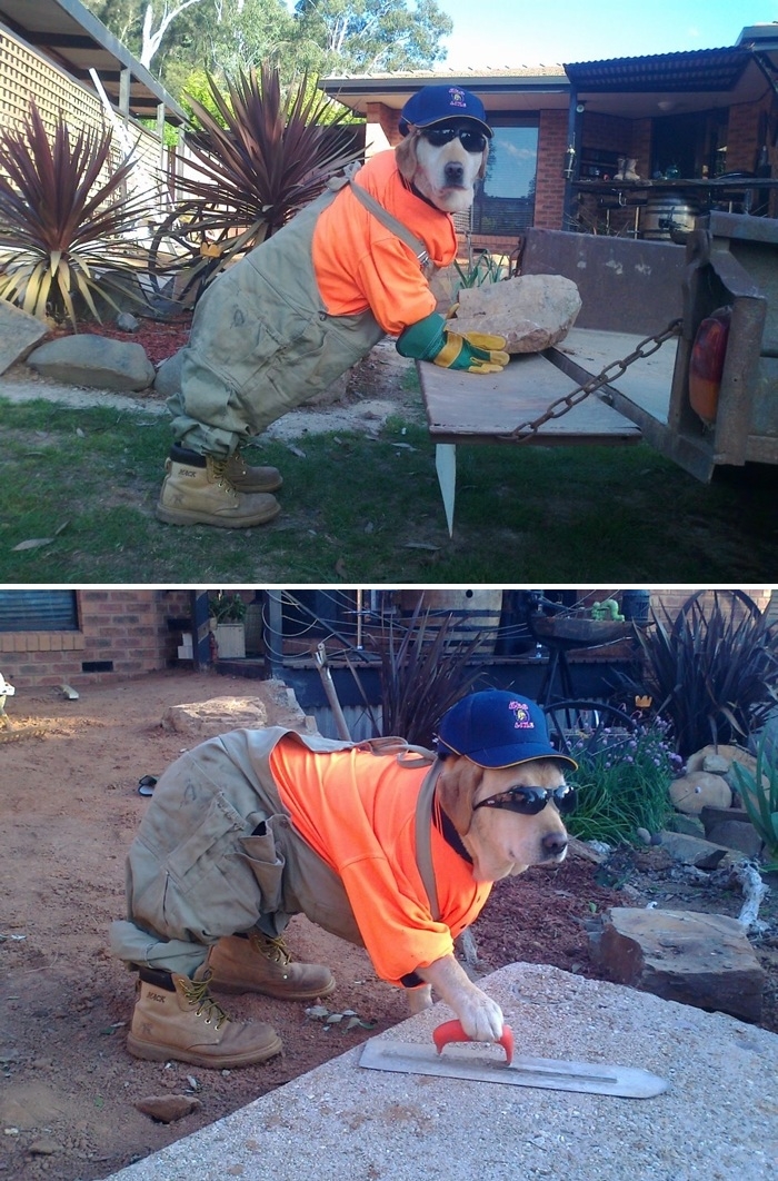 Hardworking dog