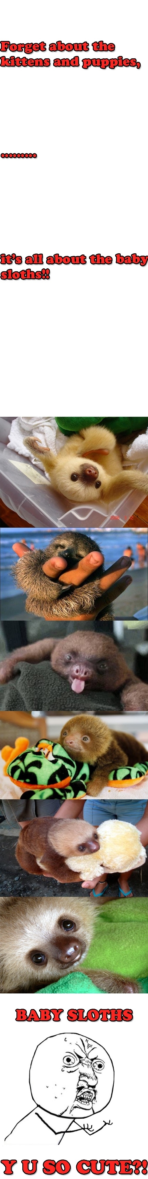 Baby Sloths are awesome!