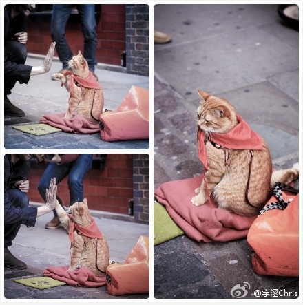 Cat gives high five!