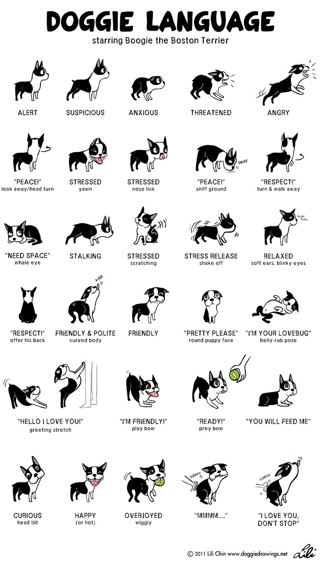 Dog Language