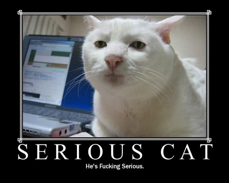 Serious cat