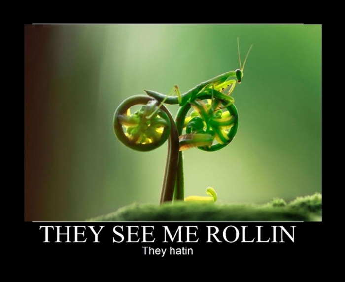 They see me rollin'