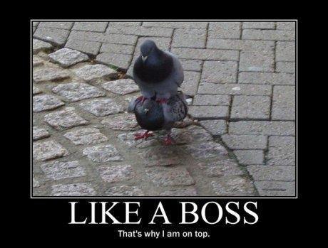 Like a Boss