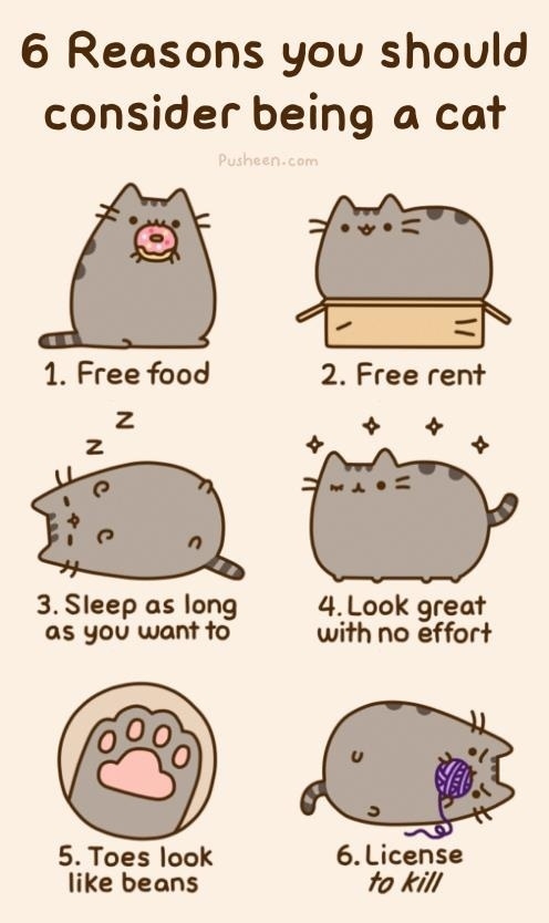 Why you wanna be a cat