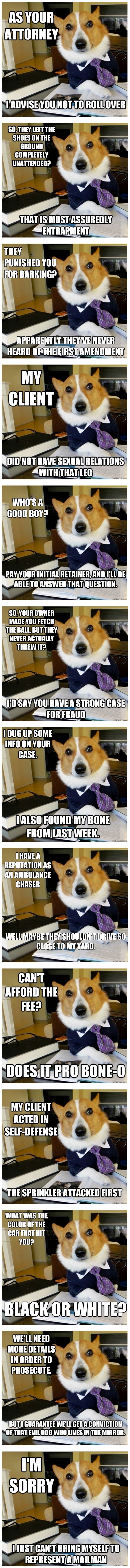 Best of Lawyer Dog