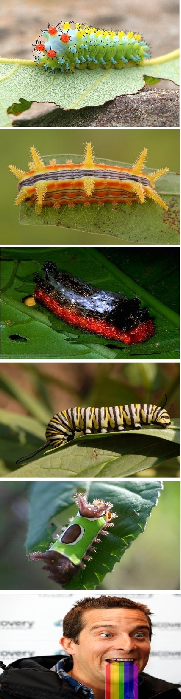 Just some caterpillars