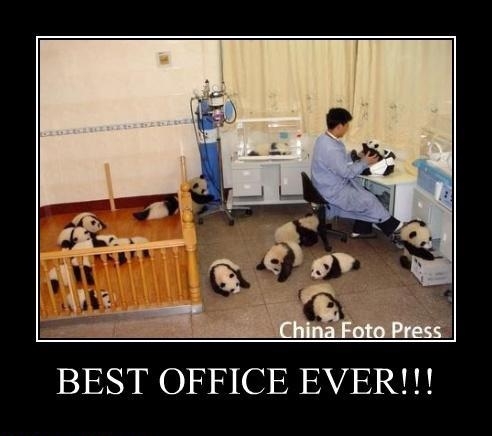 Suddenly pandas!