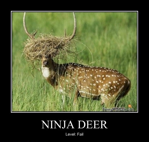 There is a deer in this pic?