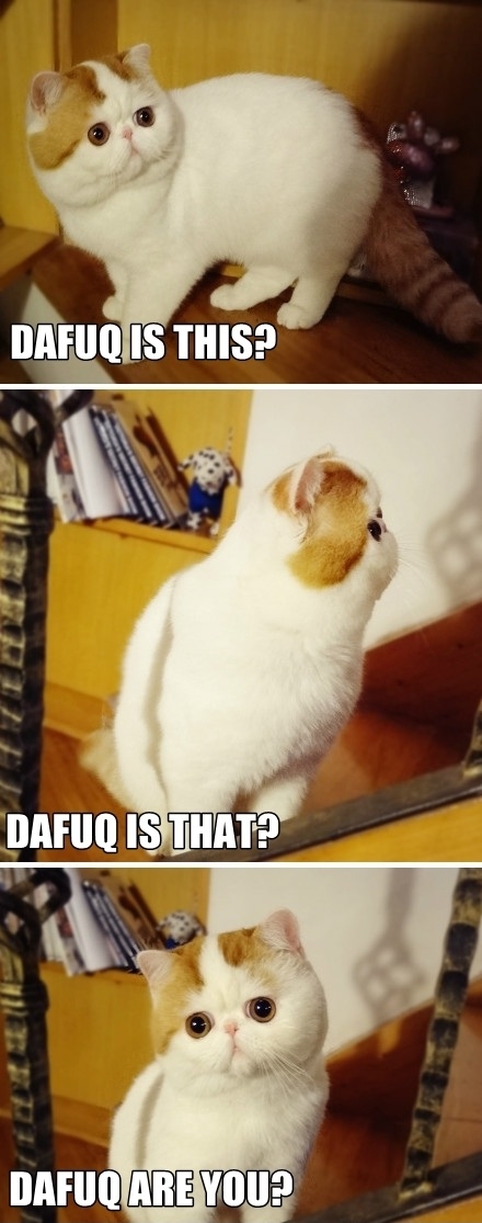 Confused cat is like..