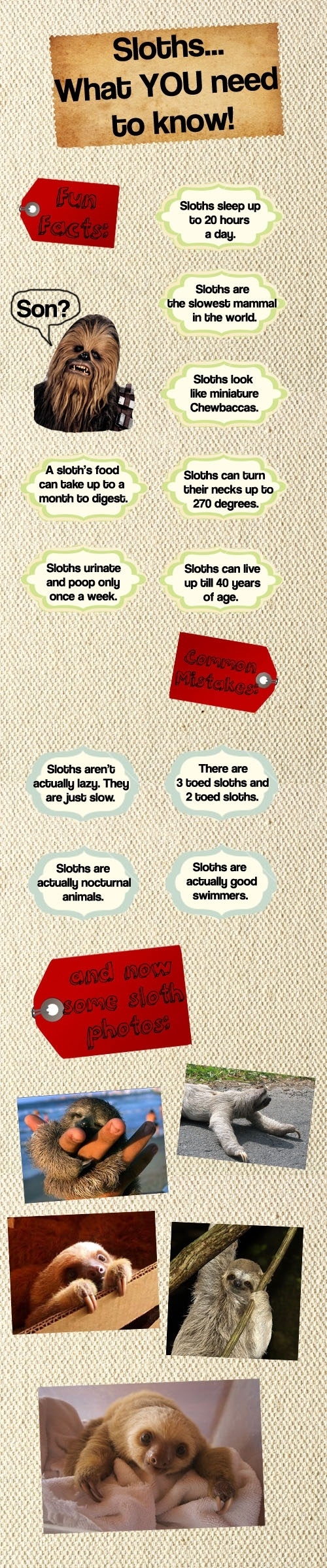 Cause sloths are awesome!