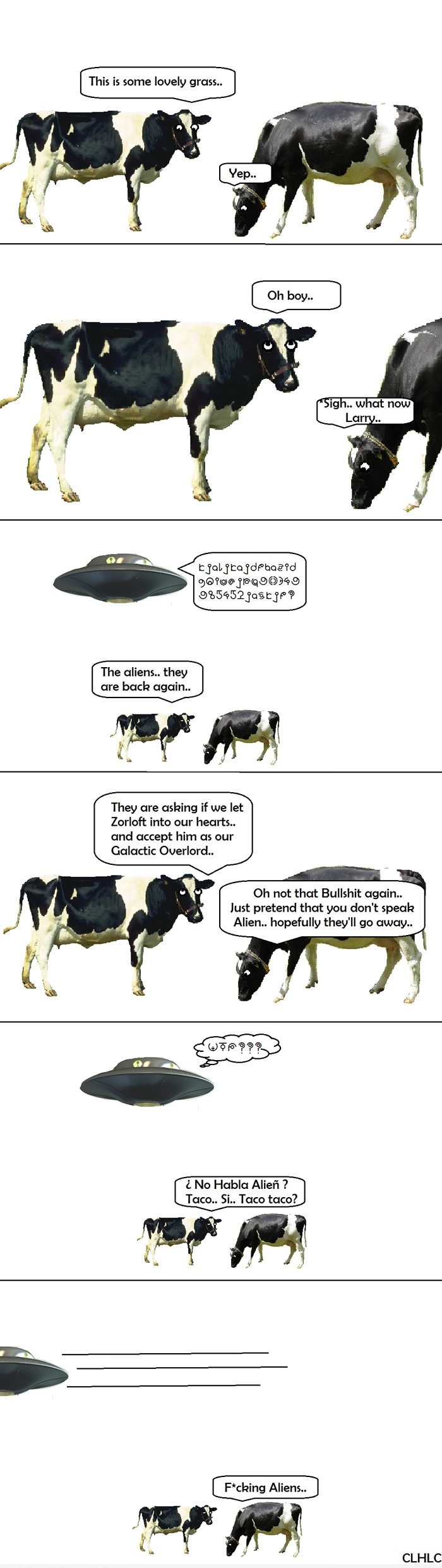 Cows have seen it all