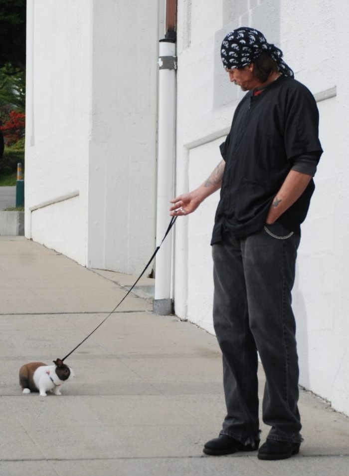 Dogs are too mainstream