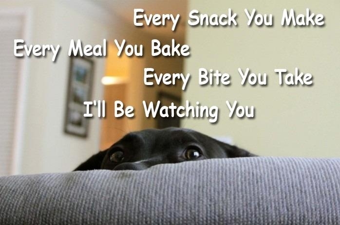 Every dog does that!