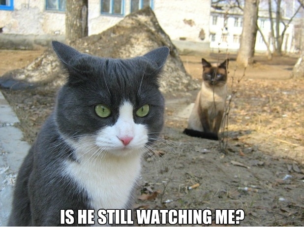 He's watching you