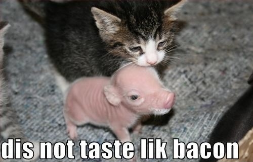 I wantz bacon!