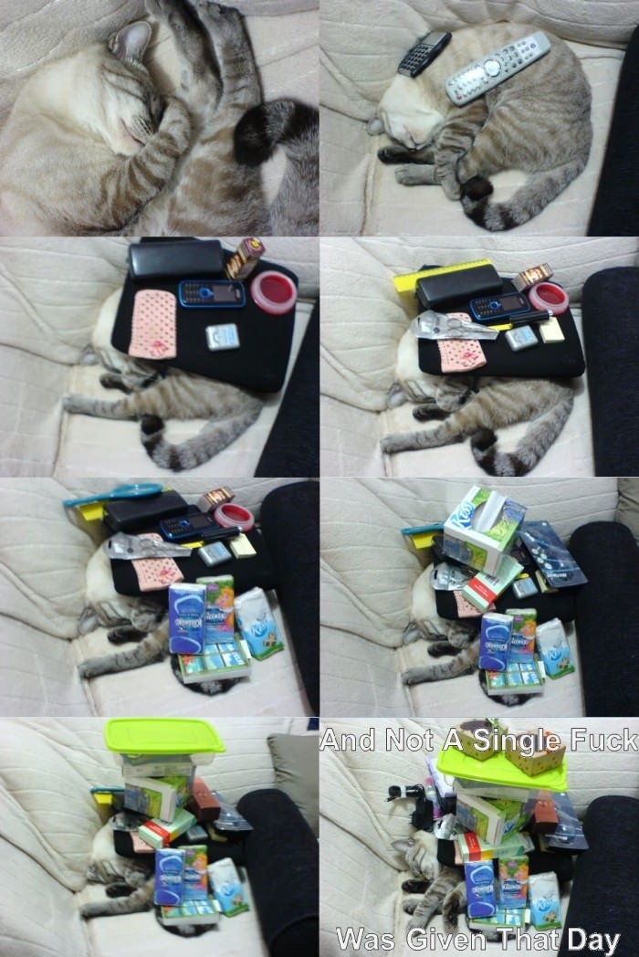 Lazy cat don't give a f**k!