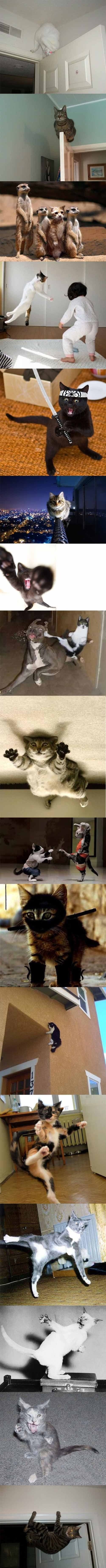 Ninja Cats