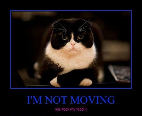 Angry cat is angry!
