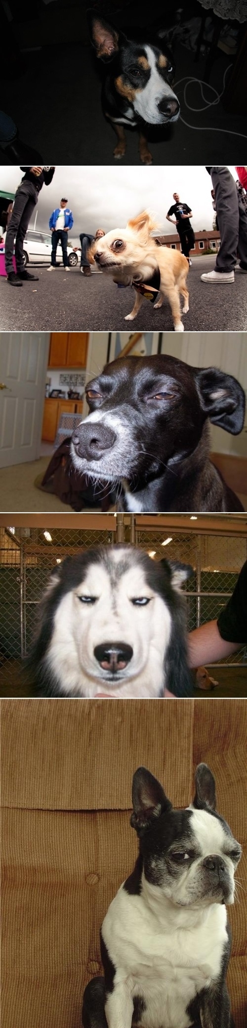 Suspicious dogs