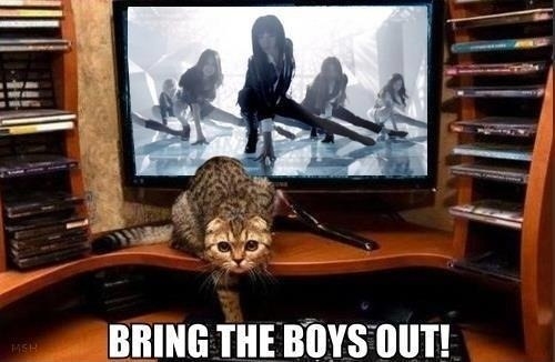 Cats know how to boogie