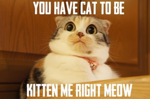 Are you kitten me?