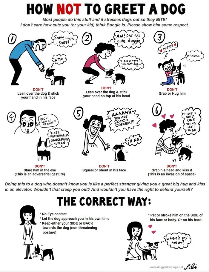 How NOT to greet a dog