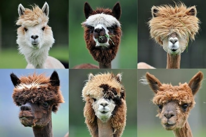 Llama haircuts