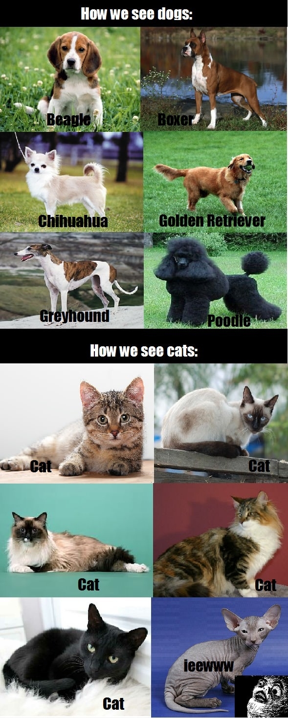 Truth about cats & dogs