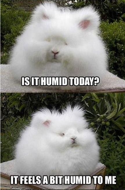 Humid, isn't it?