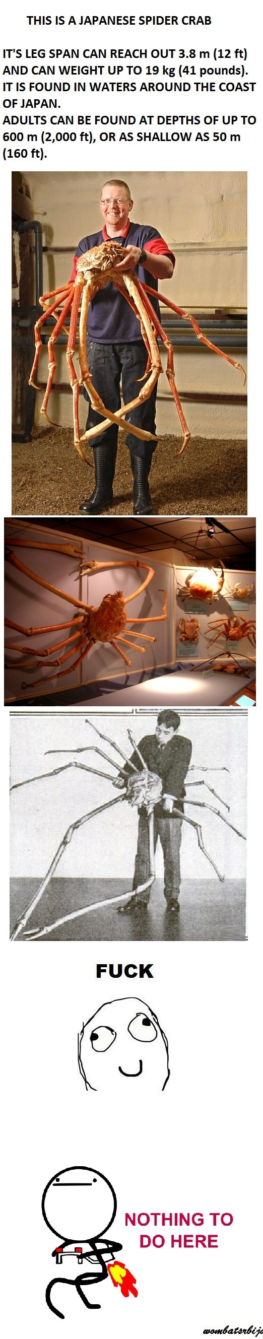 Japan, y u no normal?