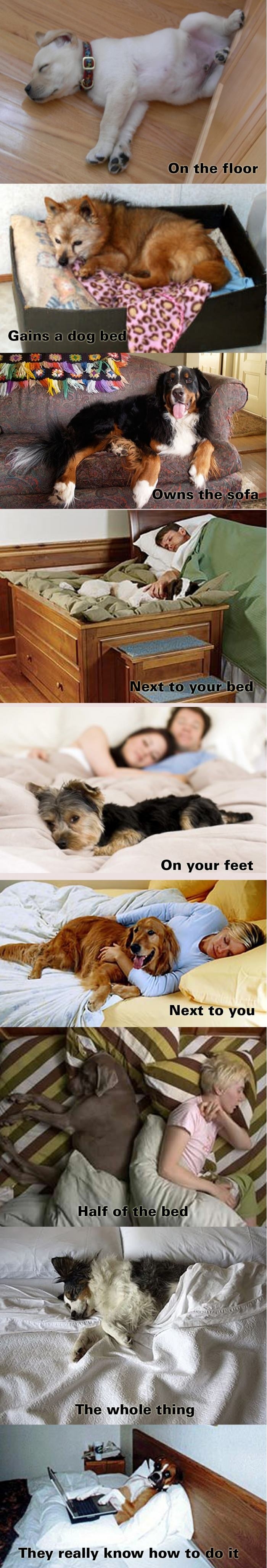 Evolution of pet sleeping