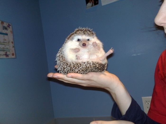 Kung Fu Hedgie!