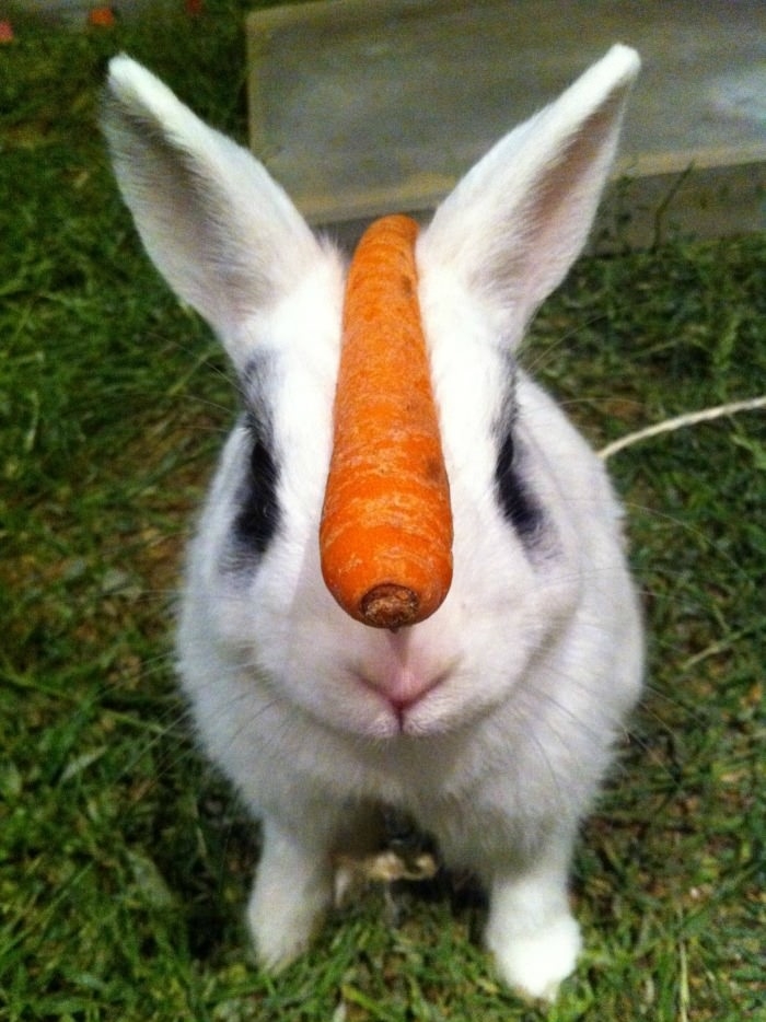 Master of self-control rabbit