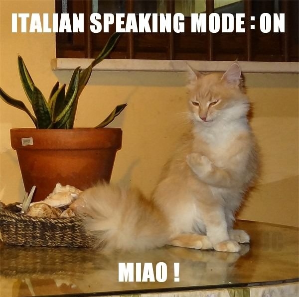 Italian Speaking Cat
