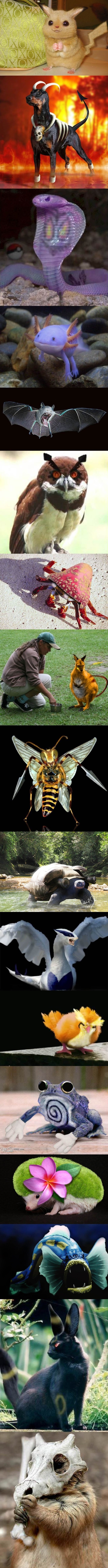 If Pokemons were real