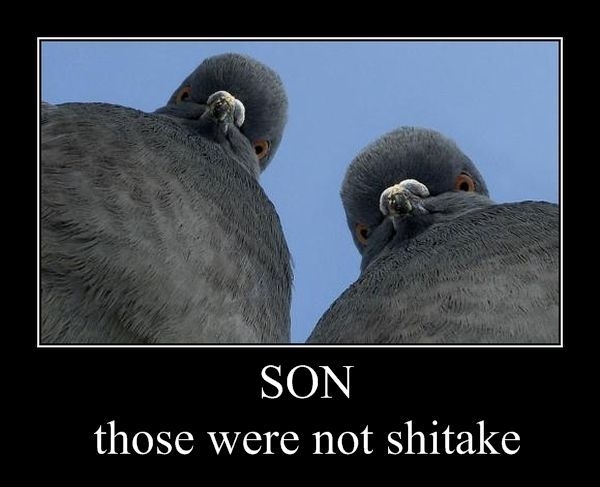 Son