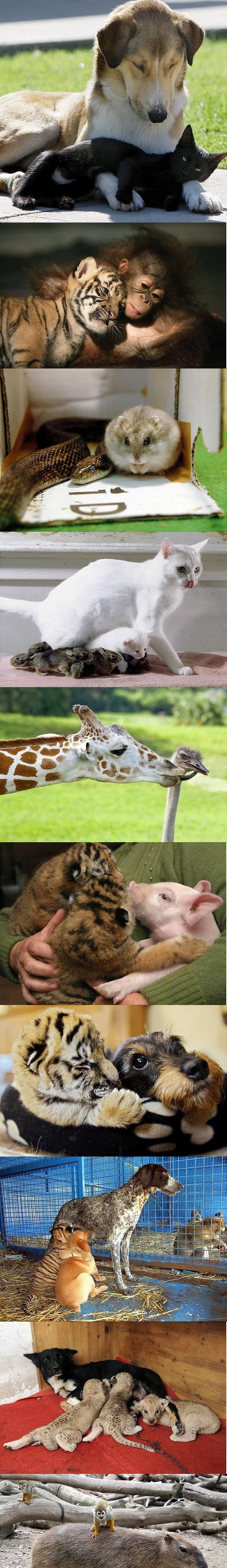 Unexpected Friendships